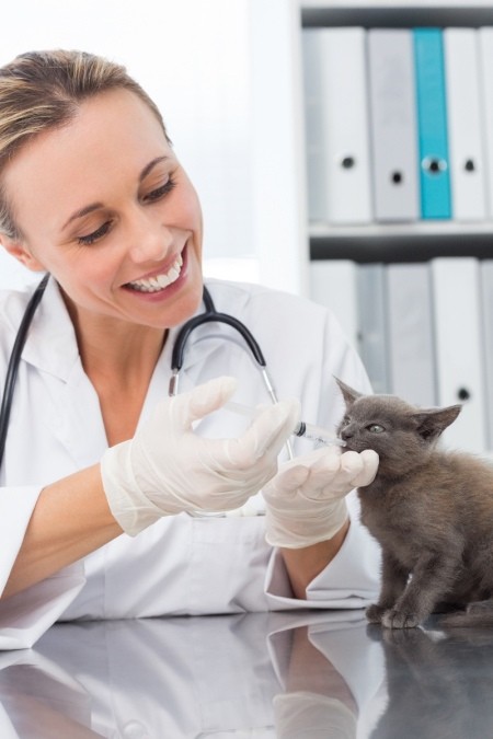 vet giving a kitten liquid meds