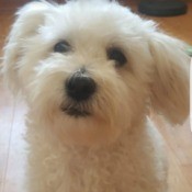 small white fuzzy dog