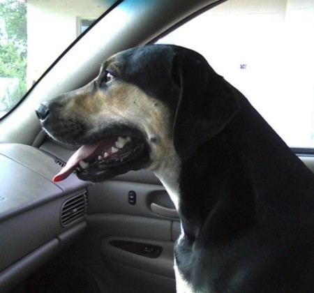 Rudy in the front seat of a car