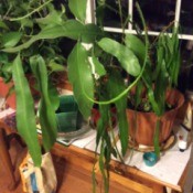 Identifying a Houseplant