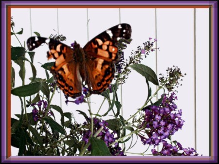 tattered butterfly on butterfly bush