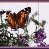 tattered butterfly on butterfly bush