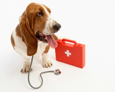 Basset Hound with first aid kit and stethoscope