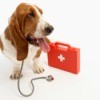 Basset Hound with first aid kit and stethoscope