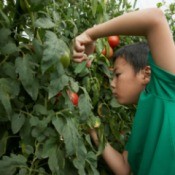 Boy taking a cutting from a large tomato plant