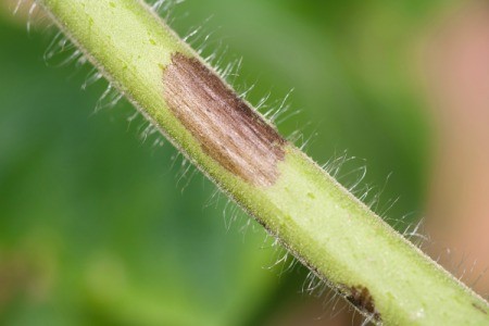 Tomato plant and stalk with black spots from Early Blight.