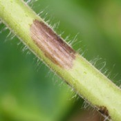 Tomato plant and stalk with black spots from Early Blight.