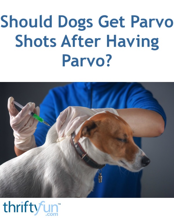 when do dogs get parvo shots