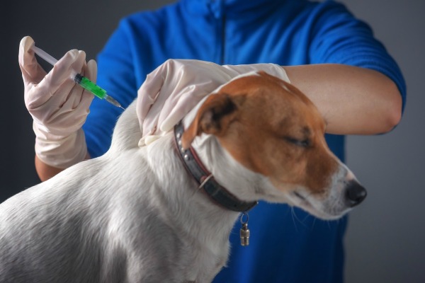 how to subcutaneous injection dog