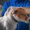 Dog receiving vaccine