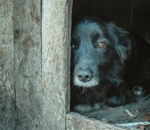 Scared dog hiding behind wall