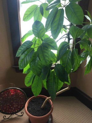 large leaf plant