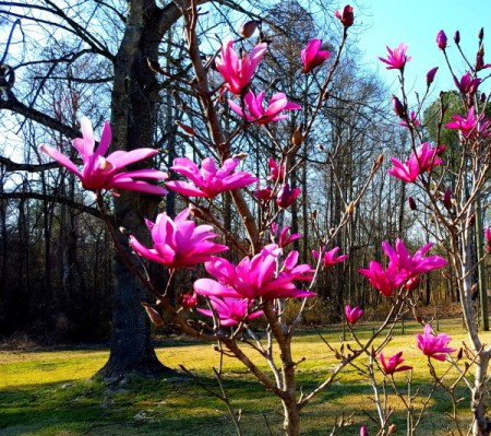 dark pink flowering tulip tree