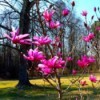 dark pink flowering tulip tree