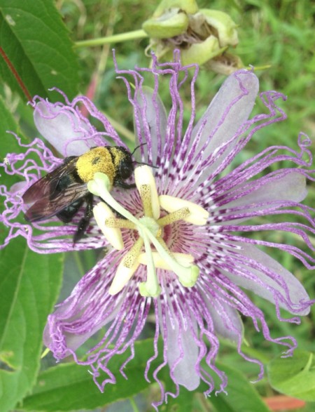 bee on passion flower