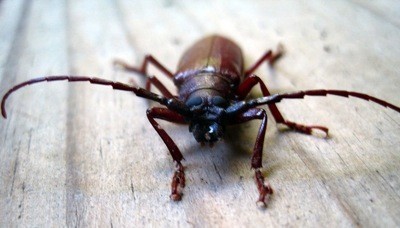 Wildlife: Beetle