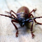 Wildlife: Beetle