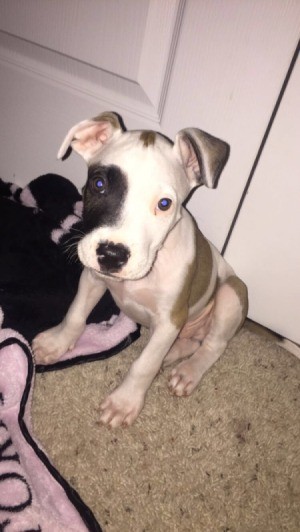 white and tan puppy with black around one eye
