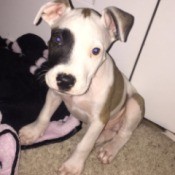 white and tan puppy with black around one eye