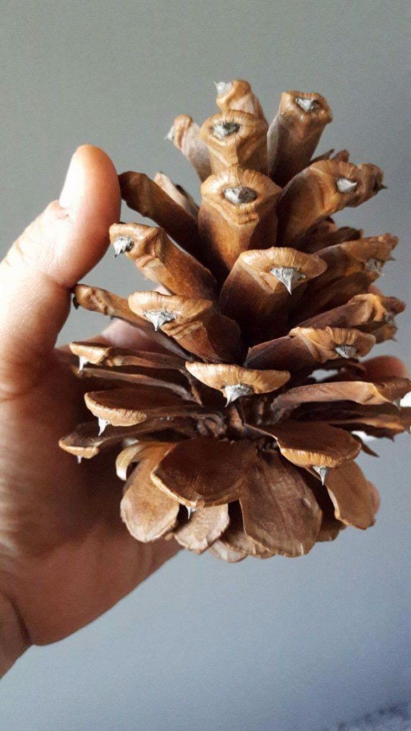 removing-thorns-from-pinecones-thriftyfun