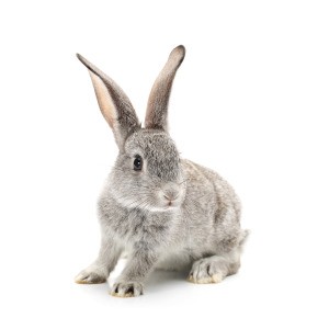 Grey Rabbit