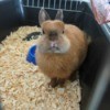 Cute brown bunny in rabbit cage with wood shaving litter