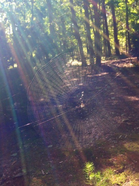 spiderweb with rainbow effect