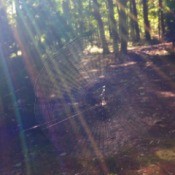 spiderweb with rainbow effect