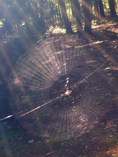 Spiderweb Rainbow