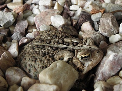 toad in rocks