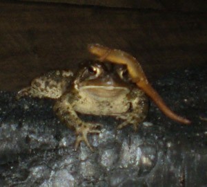 A Toad With a Salamander Hat