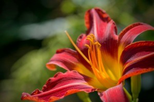 Red and Yellow Asiatic lily