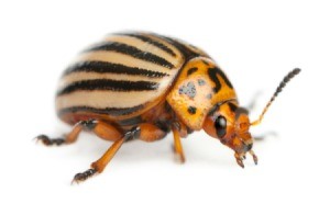 Colorado Potato Beetle