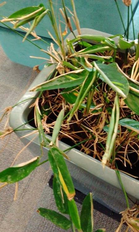 Identifying and Caring for Houseplants