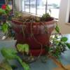 trailing plant in terra cotta pot