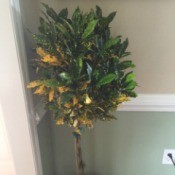 tree stye plant with gold specked dark green leaves