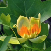 Close up of a tulip tree flower and leaves