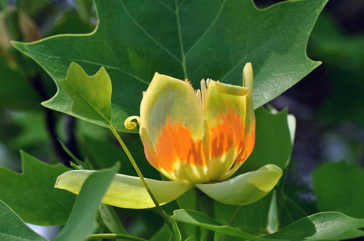 Starting Tulip Trees from Seed   ThriftyFun