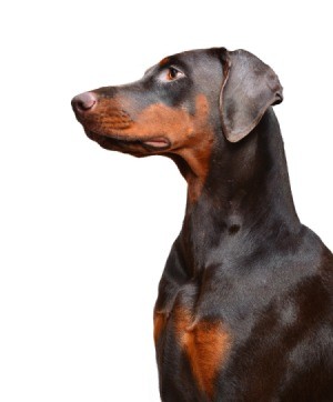 black and tan Doberman in profile