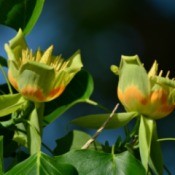 Two Tulip Tree blossoms in a tulip tree