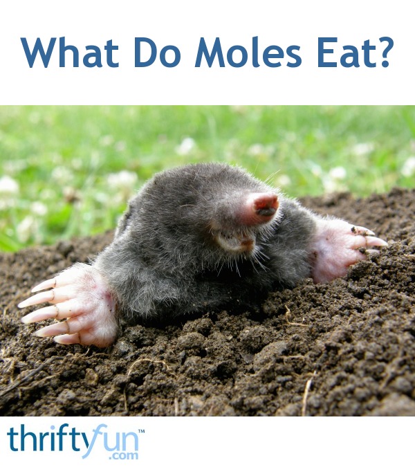 What Do Moles Eat? | ThriftyFun