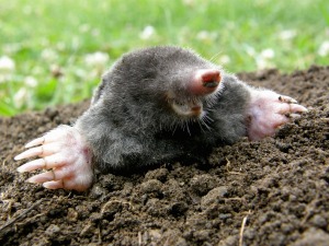 Mole with head up out of a mole mound
