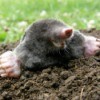 Mole with head up out of a mole mound