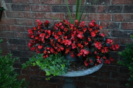 Flowers planted a birth bath basin