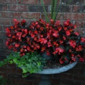 Flowers planted a birth bath basin