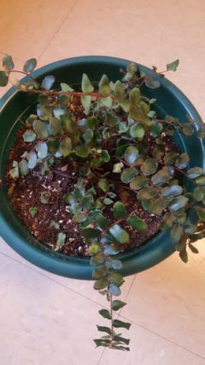 plant with thin stems and oval dark green leaves