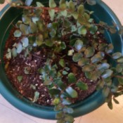 plant with thin stems and oval dark green leaves