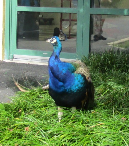 beautiful blue peacock