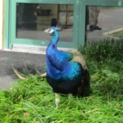beautiful blue peacock