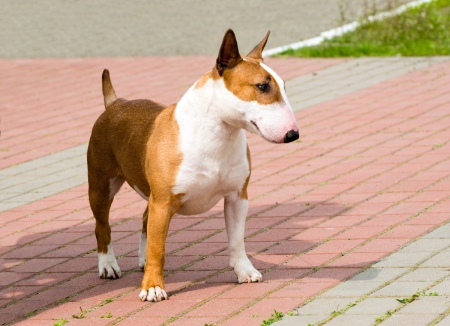 brown and white bull terrier on brick walk